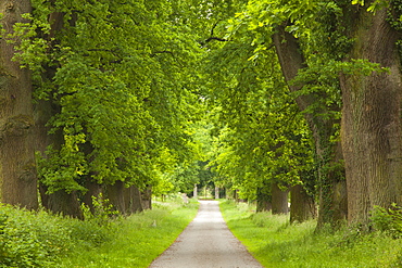 Alley of oak trees, Teutoburger Wald, North Rhine-Westphalia, Germany