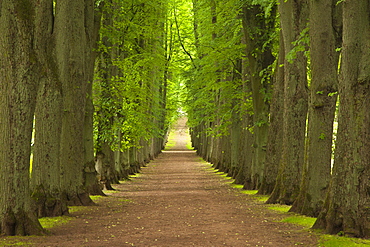 Alley of lime trees, Bad Pyrmont, Lower Saxony, Germany