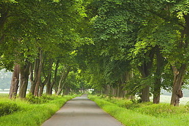 Alley of maples, Reinhardswald, Hesse, Germany