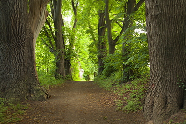 Alley of lime trees, Leinebergland, Lower Saxony, Germany