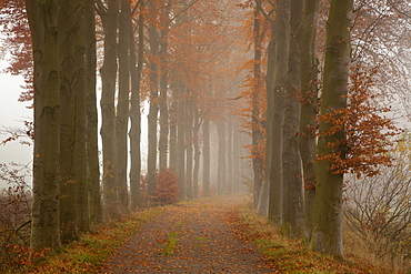 Alley of beech trees, Oldenburger Munsterland, Lower Saxony, Germany