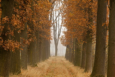 Alley of oak trees, Oldenburger Munsterland, Lower Saxony, Germany