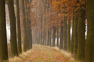 Alley of oak trees, Oldenburger Munsterland, Lower Saxony, Germany