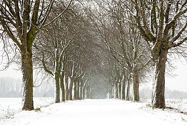 Alley of chestnut trees, Herten, North Rhine-Westphalia, Germany