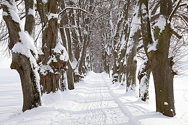 Alley of lime trees, Kurfuersten Allee, Marktoberdorf, Allgaeu region, Bavaria, Germany