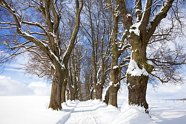 Alley of lime trees, Kurfuersten Allee, Marktoberdorf, Allgaeu region, Bavaria, Germany