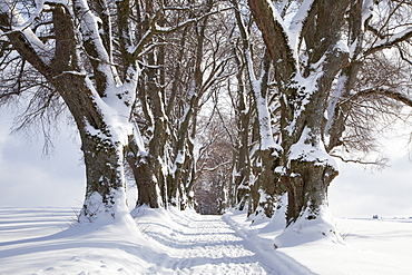 Alley of lime trees, Kurfuersten Allee, Marktoberdorf, Allgaeu region, Bavaria, Germany