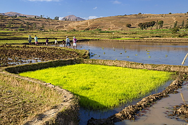 Rice fields, paddyfields west of Antananarivo, highlands, Madagascar, Africa