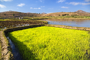 Rice fields, paddyfields west of Antananarivo, highlands, Madagascar, Africa