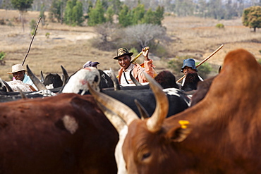 Zebu herd in the highlands near Ambavalao, Madagascar, Africa