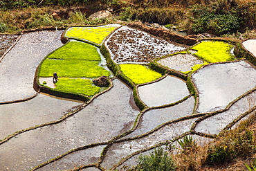 Rice terraces, paddyfields near Ambalavao, highlands, Madagascar, Africa