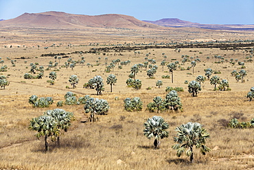 Savanna with Bismarkia Palm Trees, Bismarkia nobilis, Isalo National Park near Ranohira, Ihorombe region, South Madagascar, Africa