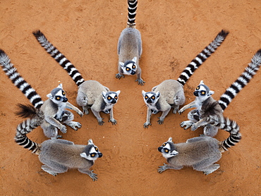 Ringtailed Lemurs Lemur catta, Berenty Reserve, South Madagascar, Africa, digital composing