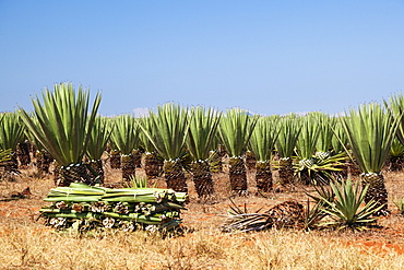 Sisal plantation, Agava sisalana, harvest, South Madagascar, Africa