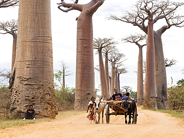 Oxcart on a Baobab alley near Morondava, Adansonia grandidieri, Madagascar, Africa