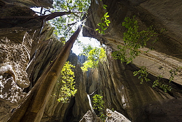 Rock formation with tree in the Tsingy-de-Bemaraha National Park, Mahajanga, Madagascar, Africa