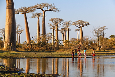 Baobabs near Morondava, Adansonia grandidieri, Madagascar