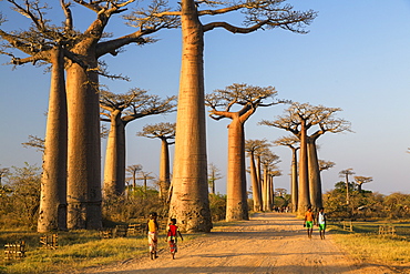 Baobabs near Morondava, Adansonia grandidieri, Madagascar