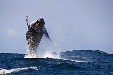 Breaching Humpback Whale, Megaptera novaeangliae, Indian Ocean, Wild Coast, South Africa