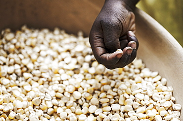 Hand above a bowl with grains of corn, Magadala, Mali