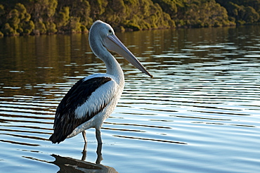 Pelican in the Mallacoota Inlet, Croajingolong National Park, Victoria, Australia