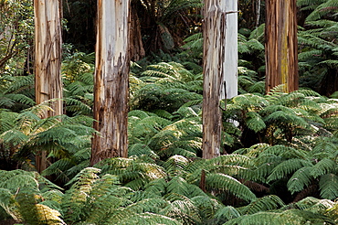 Large eucalypts in the Martins Creek Reserve, East Gippsland, Victoria, Australia