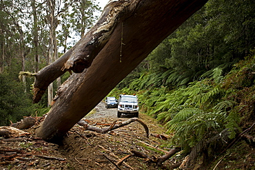 Road to Errinndra National Park, East Gippsland, Victoria, Australia