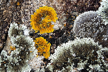 Lichen covered granite rocks at Point Hicks, Croajingolong National Park, Victoria, Australia