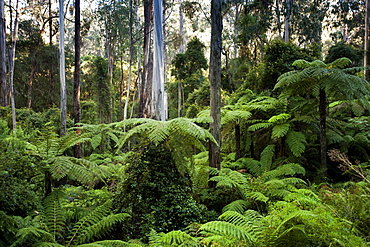 Lush forest in the Martins Creek Reserve, East Gippsland, Victoria, Australia