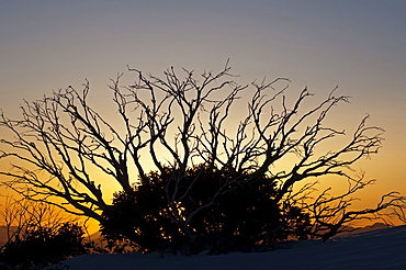 Snow eucalypt, Snow gum on Rayorback Ridge, Alpine National Park, Victoria, Australia