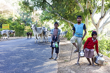 Children with their cebu cattle herd on the way to Ranakpur Temple, Ranakpur, Rajasthan, India