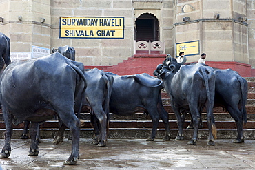 A herd of water buffalo on the river promenade of the Ganges, Varanasi, Uttar Pradesh, India