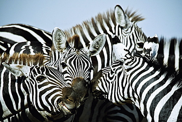 Zebras in East Africa, Africa