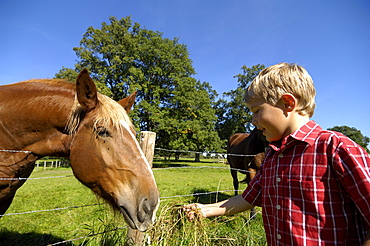 Boy feeding a horse, near Murnau, Upper Bavaria, Bavaria, Germany