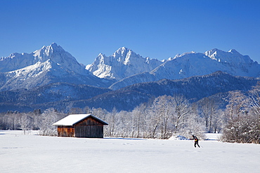 Cross-country skier with alpine backdrop near Schwangau, near Fuessen, Allgaeu, Bavaria, Germany