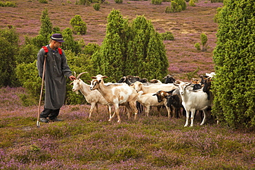 Shepherd in the Lueneburger heath, Lueneburger Heide, Lower Saxony, Germany