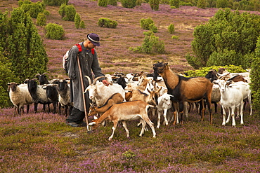 Shepherd in the Lueneburger heath, Lueneburger Heide, Lower Saxony, Germany