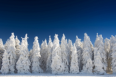 Snow covered trees in front of a deep blue sky, Schauinsland, near Freiburg im Breisgau, Black Forest, Baden-Wuerttemberg, Germany