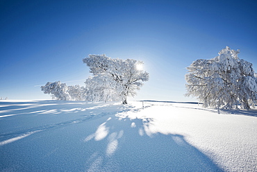 Footprints in fresh snow and snow covered trees, Schauinsland, near Freiburg im Breisgau, Black Forest, Baden-Wuerttemberg, Germany