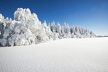 Snow covered trees, Schauinsland, near Freiburg im Breisgau, Black Forest, Baden-Wuerttemberg, Germany