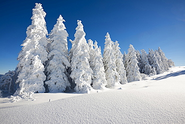 Snow covered trees, Schauinsland, near Freiburg im Breisgau, Black Forest, Baden-Wuerttemberg, Germany