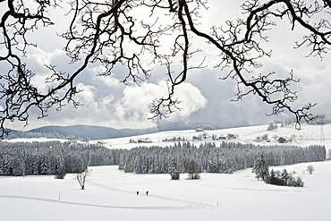 Cross-country skier near Breitnau, near Hinterzarten, Black Forest, Baden-Wuerttemberg, Germany