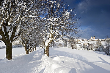 Snow covered trees near St Maergen, Black Forest, Baden-Wuerttemberg, Germany