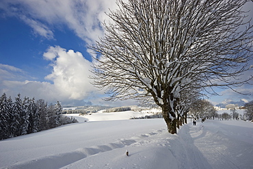 Snow covered trees near St Maergen, Black Forest, Baden-Wuerttemberg, Germany