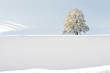 Snow covered tree near St Maergen, Black Forest, Baden-Wuerttemberg, Germany