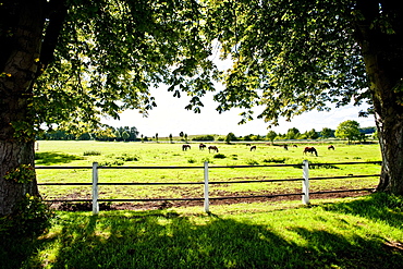 Gut Immenhof known from the movies the Immenhof, Malente, Schleswig-Holstein, Germany