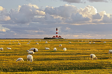 Sheep grazing in a field near Westerhaven lighthouse, Schleswig-Holstein, Germany