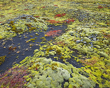 Moss covered landscape near Solheimajokull, South Iceland, Iceland