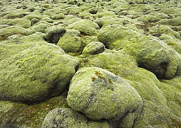 Moss covered stones, Eldhraun lava field, South Iceland, Iceland