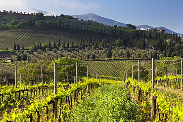 Wine growing near Castelnuovo Dellabate, Tuscany, Italy